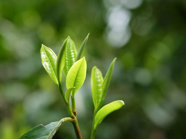 Green Hues: Tea Picking in the Forest - Eastern Leaves