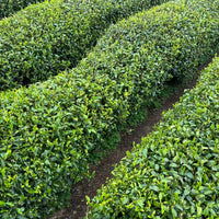 Xihu Longjing 西湖龙井 - Original cultivar, Pre-Qingming