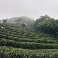 Xihu Longjing 西湖龙井 - Original cultivar, Pre-Qingming