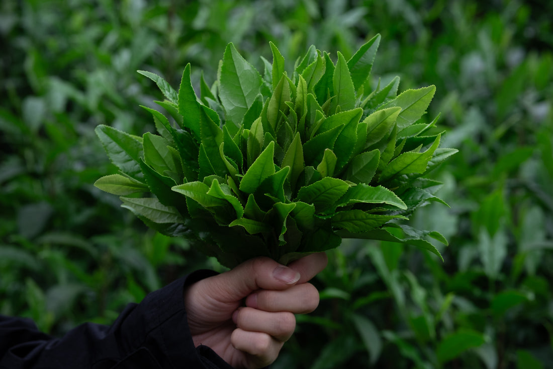 Tea Club - Season 2, Chapter 2: Green Tea 绿茶 - Eastern Leaves