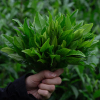 Tea Club - Season 2, Chapter 2: Green Tea 绿茶 - Eastern Leaves