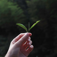 Tea Club - Season 2, Chapter 4: Red Tea 红茶