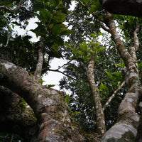 Tea Club - Season 2, Chapter 4: Red Tea 红茶