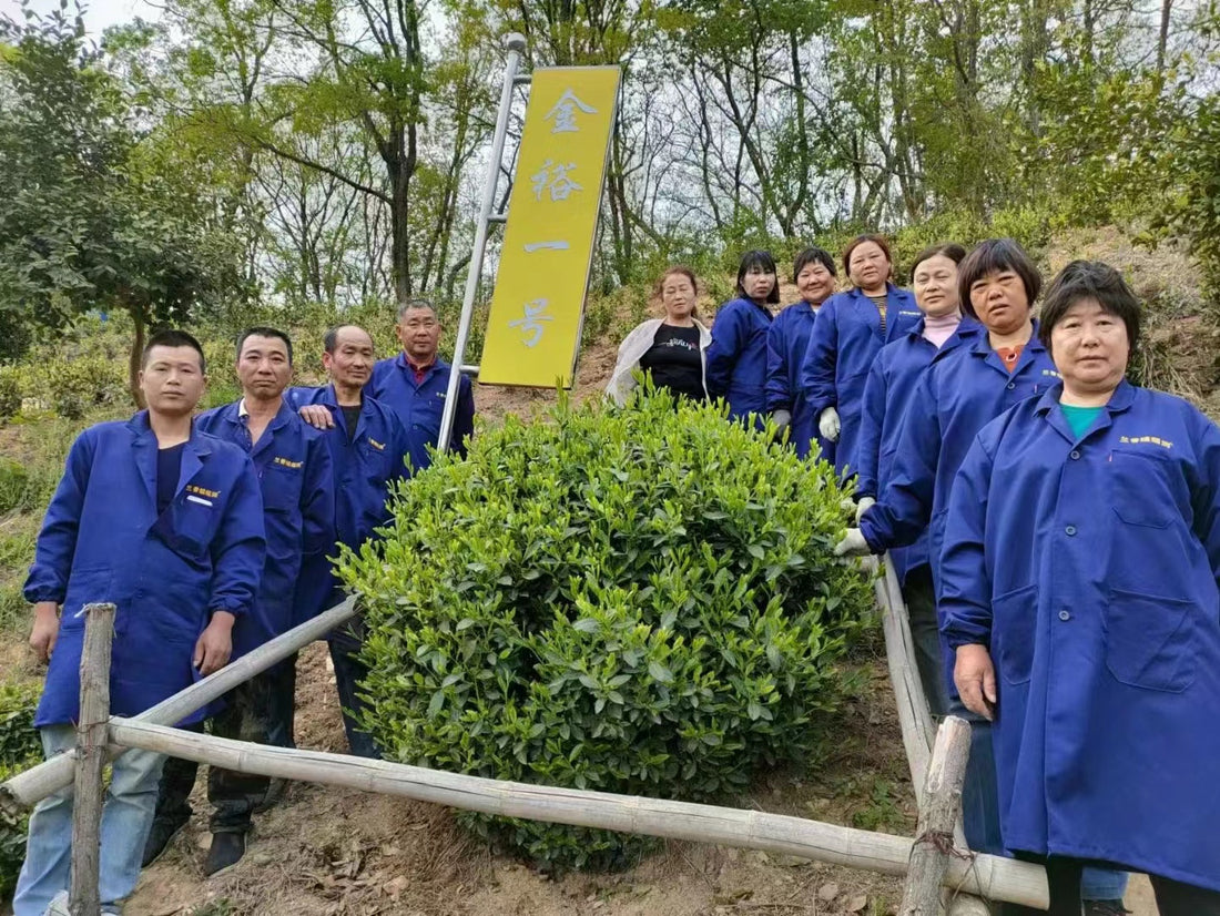 Lu'an Guapian 六安瓜片 - Tè verde