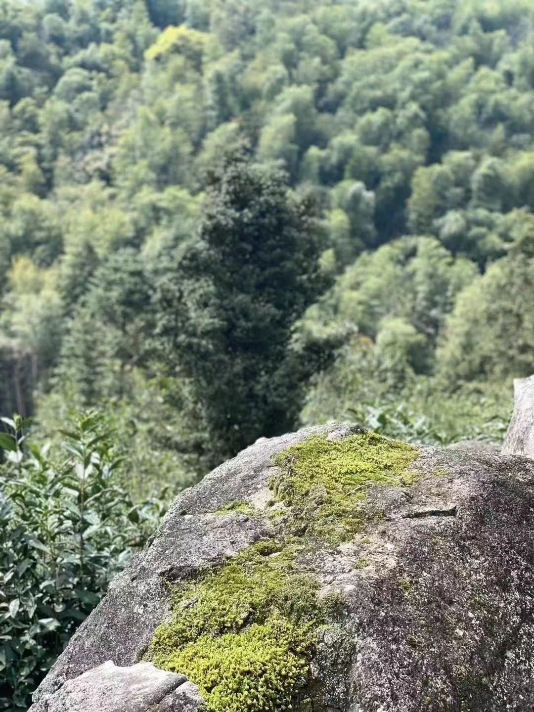 Bai Hao Yin Zhen - Silver Needle White Tea - Eastern Leaves
