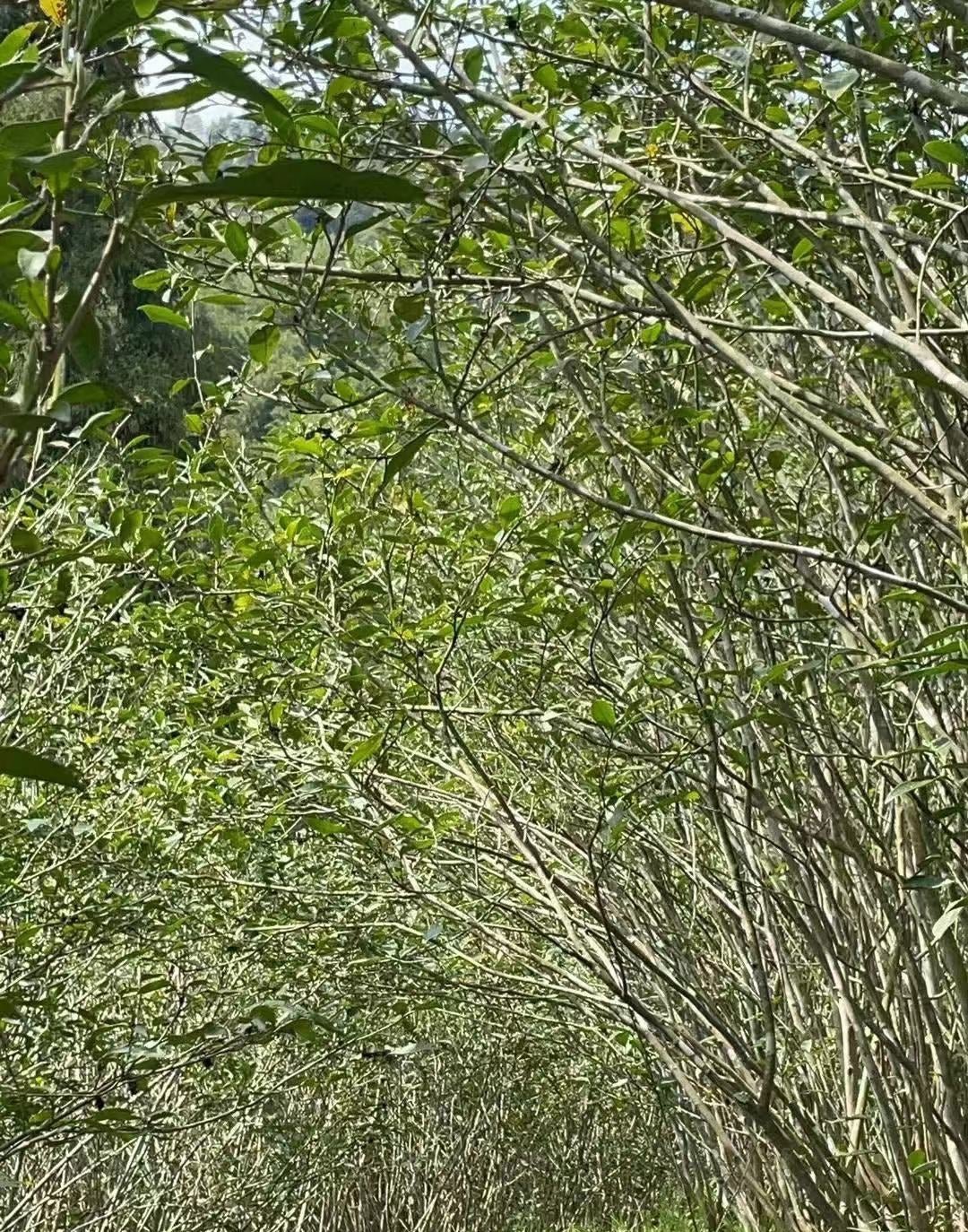 Bai Hao Yin Zhen - Silver Needle White Tea - Eastern Leaves