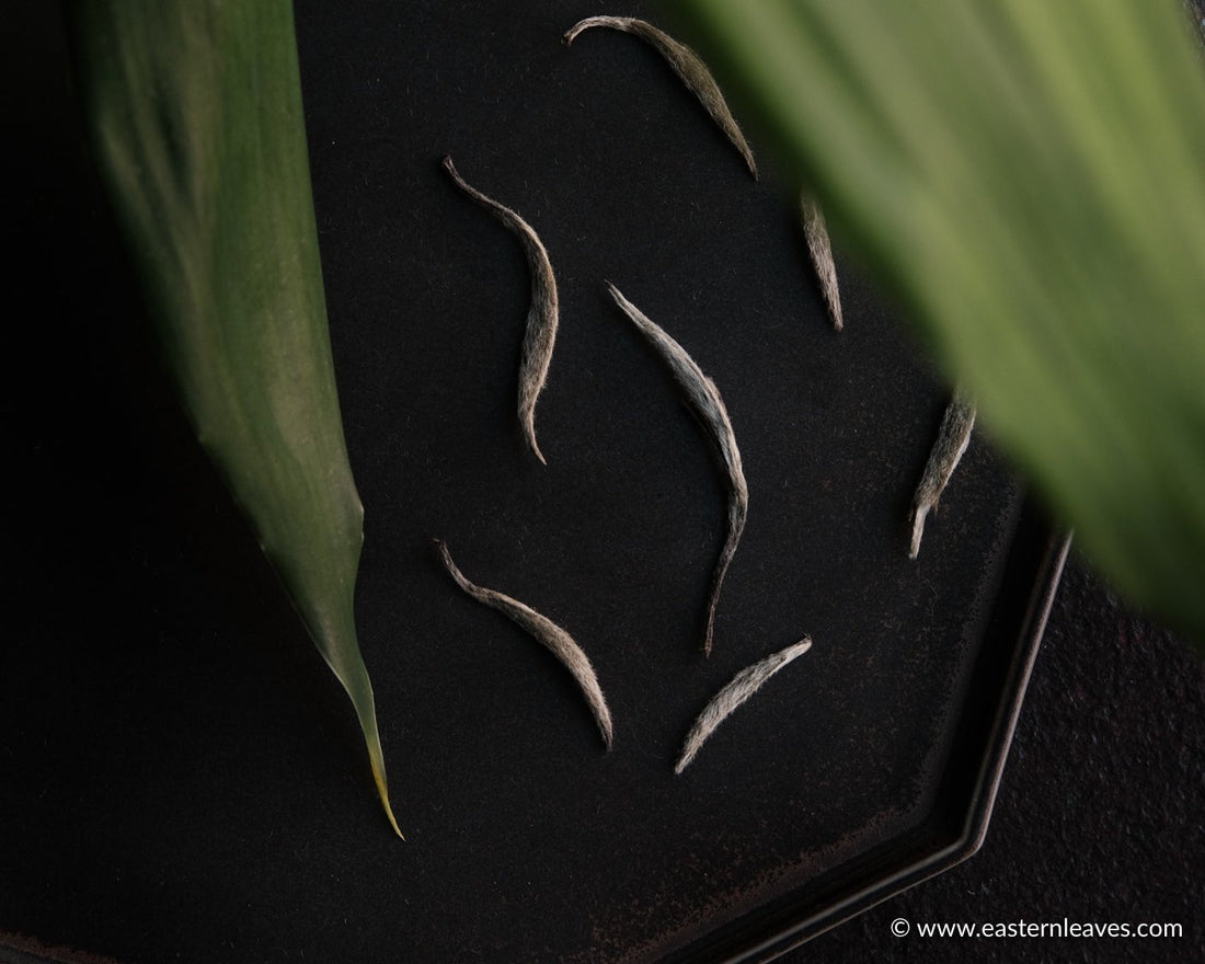 Bai Hao Yin Zhen - Silver Needle White Tea - Eastern Leaves