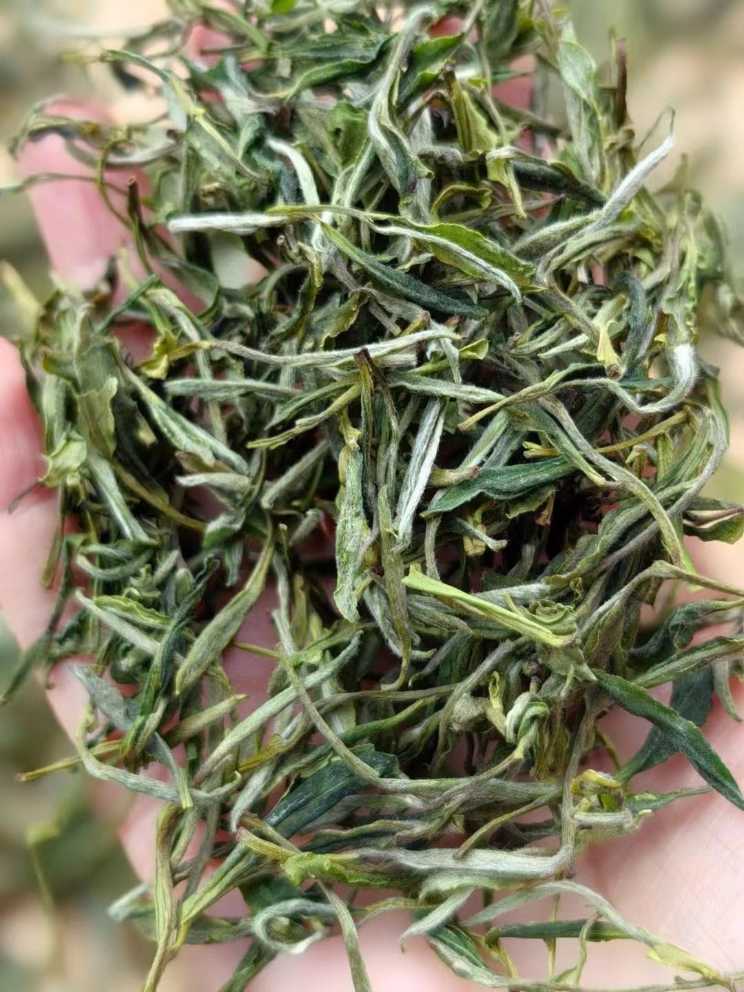 Huangshan Maofeng 黄山毛峰 - Green Tea - Eastern Leaves