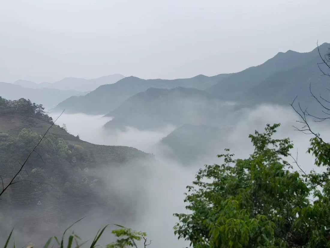 Huangshan Maofeng 黄山毛峰 - Green Tea - Eastern Leaves