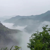 Huangshan Maofeng 黄山毛峰 - Green Tea - Eastern Leaves