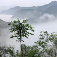 Huangshan Maofeng 黄山毛峰 - Green Tea - Eastern Leaves