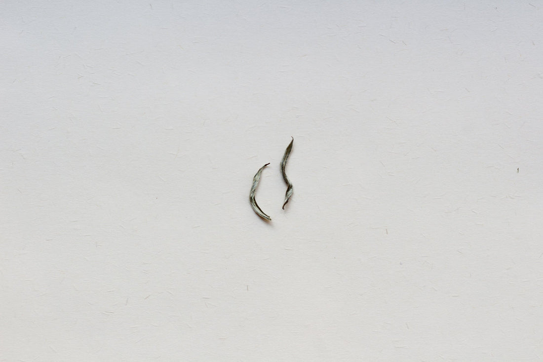 Jade buds - Yunnan Green Tea - Eastern Leaves