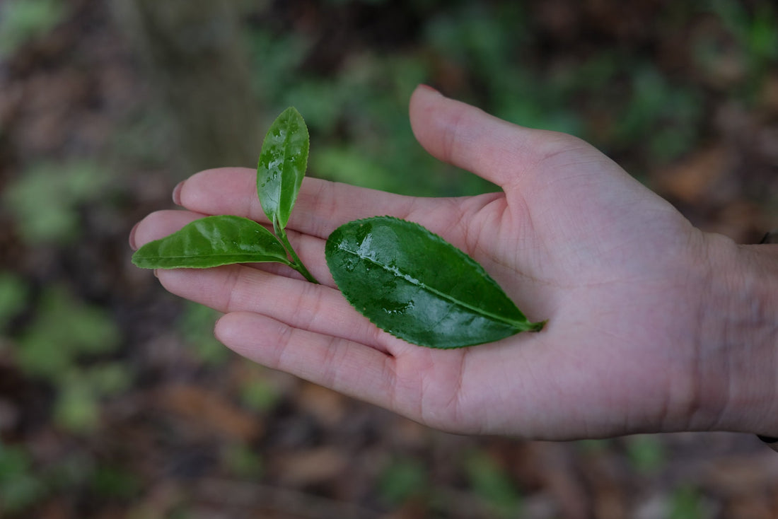 Tea Club - Season 2, Chapter 2: Green Tea 绿茶 - Eastern Leaves