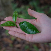 Tea Club - Season 2, Chapter 2: Green Tea 绿茶 - Eastern Leaves