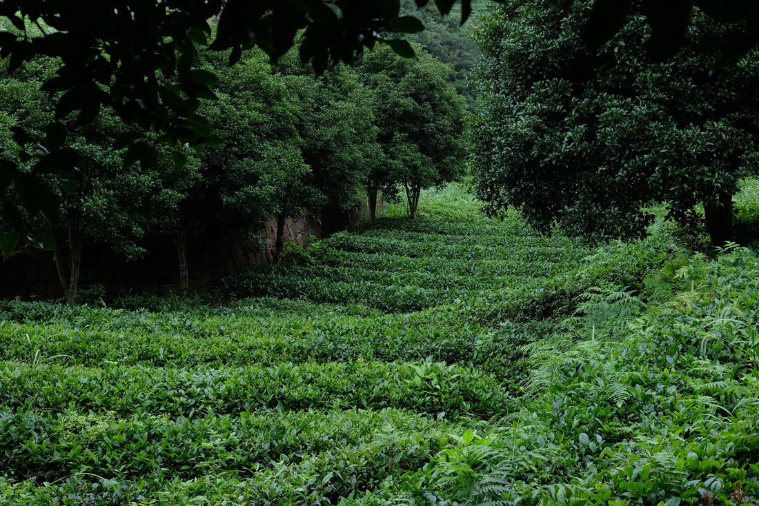 Tea Club - Season 2, Chapter 2: Green Tea 绿茶 - Eastern Leaves