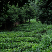 Tea Club - Season 2, Chapter 2: Green Tea 绿茶 - Eastern Leaves