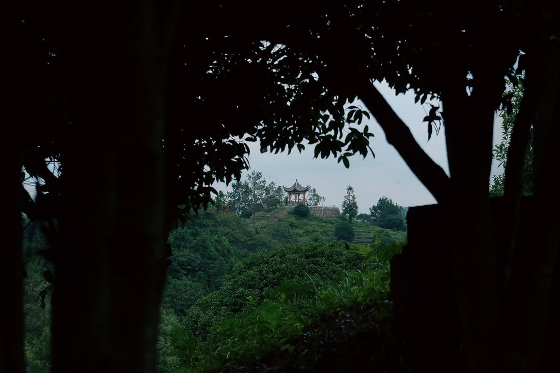 Tea Club - Season 2, Chapter 2: Green Tea 绿茶 - Eastern Leaves