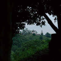 Tea Club - Season 2, Chapter 2: Green Tea 绿茶 - Eastern Leaves