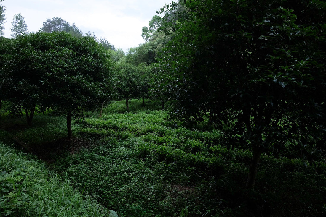 Tea Club - Season 2, Chapter 2: Green Tea 绿茶 - Eastern Leaves