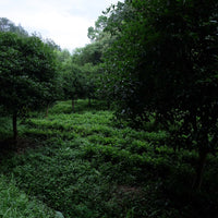 Tea Club - Season 2, Chapter 2: Green Tea 绿茶 - Eastern Leaves