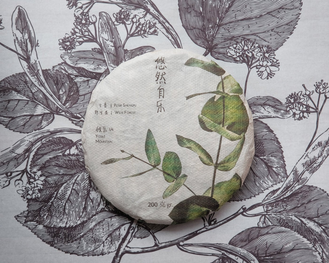 Pu'er shengpu Chinese tea pressed cake brick vintage and aged, 2019 spring harvest, from Youle in Yunnan