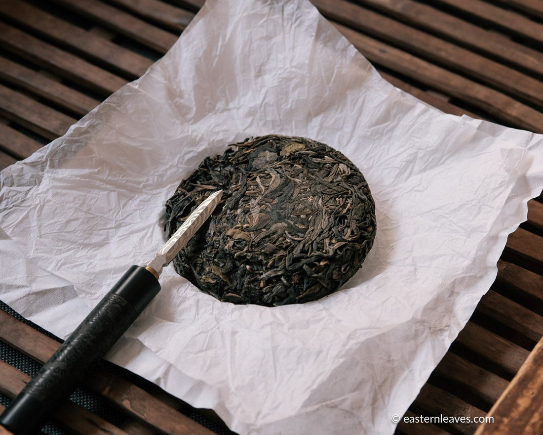 Pu'er shengpu ancient trees gushu in pressed cake, from Yunnan, China. 2021 spring tea