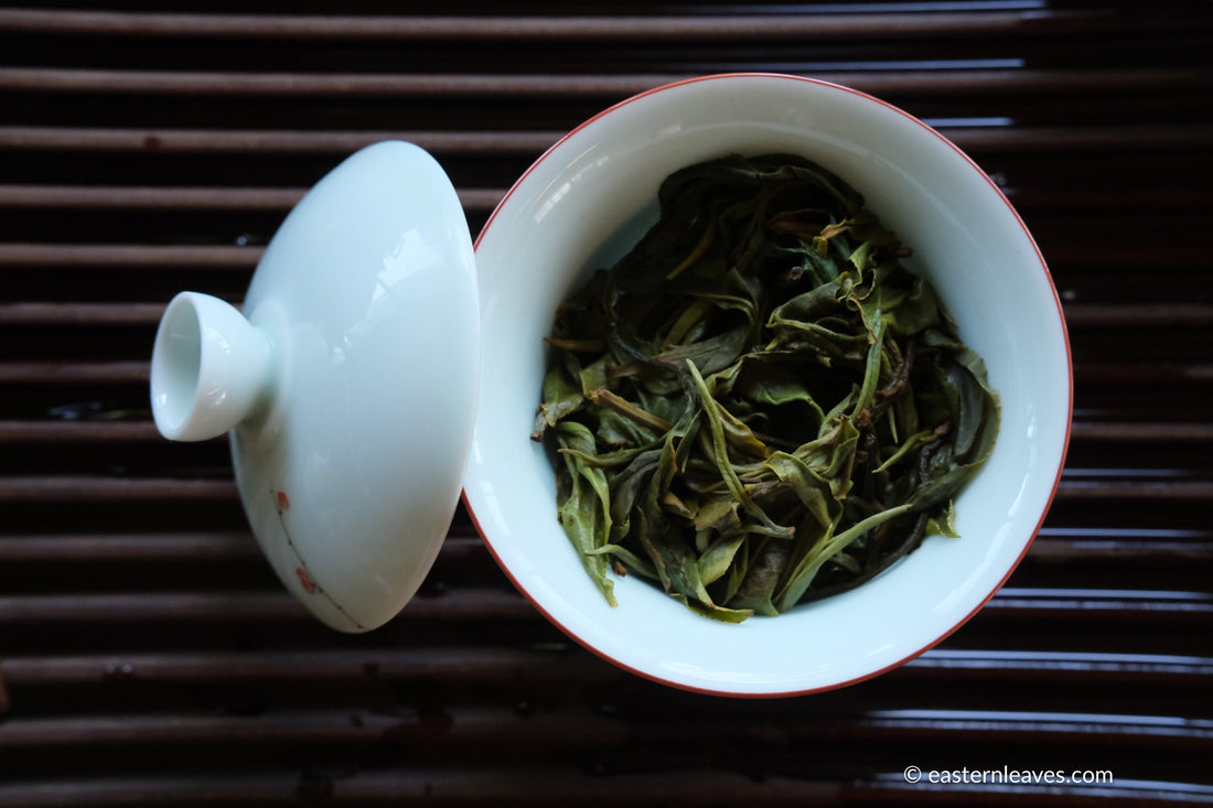 Youle mountain Pu'er shengpu in forest in pressed cake, from Yunnan, China, 2021 spring harvest vintage, sustainable