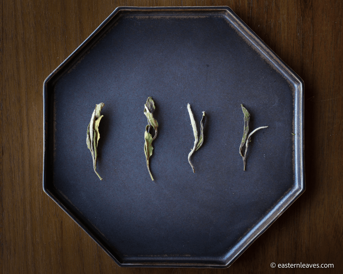 2022 Bai Mudan - White Peony Tea - Eastern Leaves