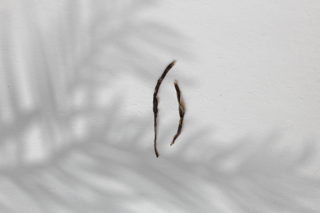 2022 Bug-bitten Huangdacha 虫咬黄大茶 - Yellow Tea - Eastern Leaves