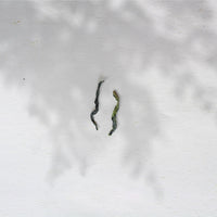 2022 Lu'an Guapian 六安瓜片 - Melon Seed - Eastern Leaves
