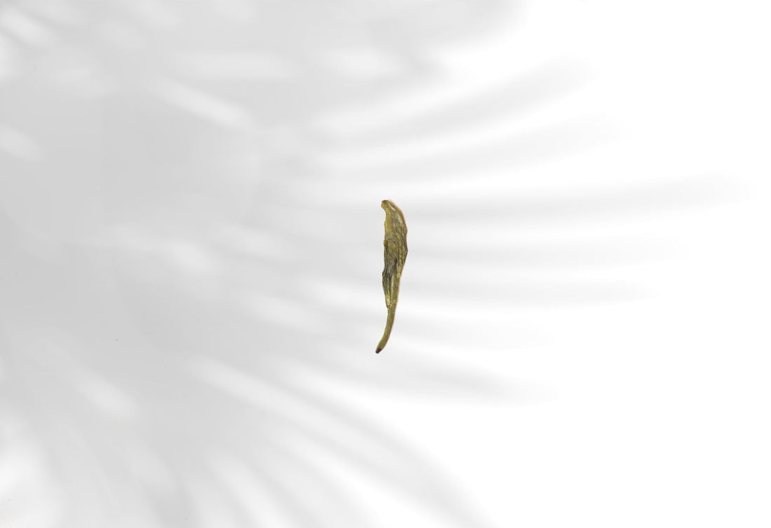 2022 Xihu Longjing 西湖龙井 - Original cultivar, Pre-Qingming - Eastern Leaves