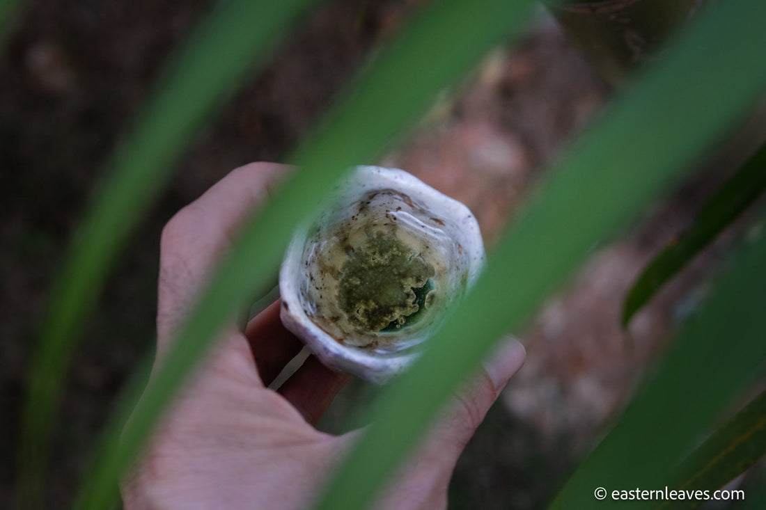 2023 Huazhuliangzi, Pu'er Shengpu - Eastern Leaves