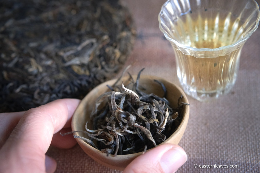 Pu'er shengpu blend in forest in pressed cake, from Yunnan, China, 2021 spring harvest vintage, Mangfei, Mannuo, Zhengkang
