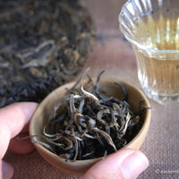 Pu'er shengpu blend in forest in pressed cake, from Yunnan, China, 2021 spring harvest vintage, Mangfei, Mannuo, Zhengkang