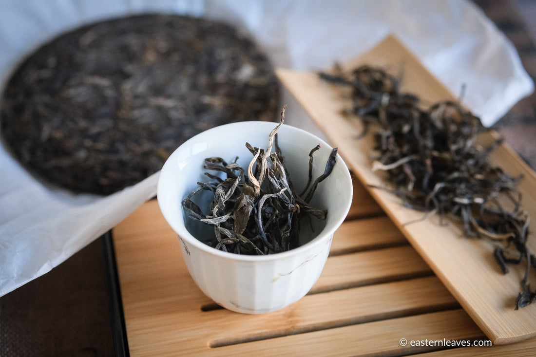Pu'er shengpu blend in forest in pressed cake, from Yunnan, China, 2021 spring harvest vintage, Mangfei, Mannuo, Zhengkang