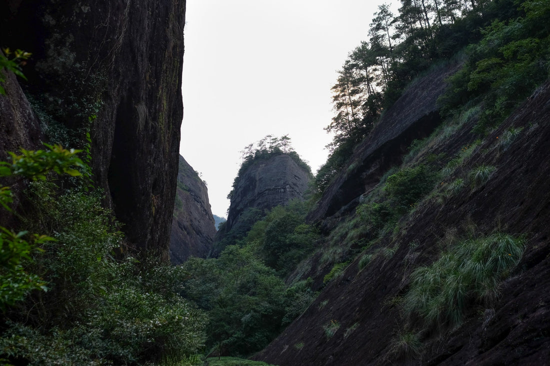 Wuiyishan rock tea canyon, with tea trees growing on rocks, China for premium specialty tea