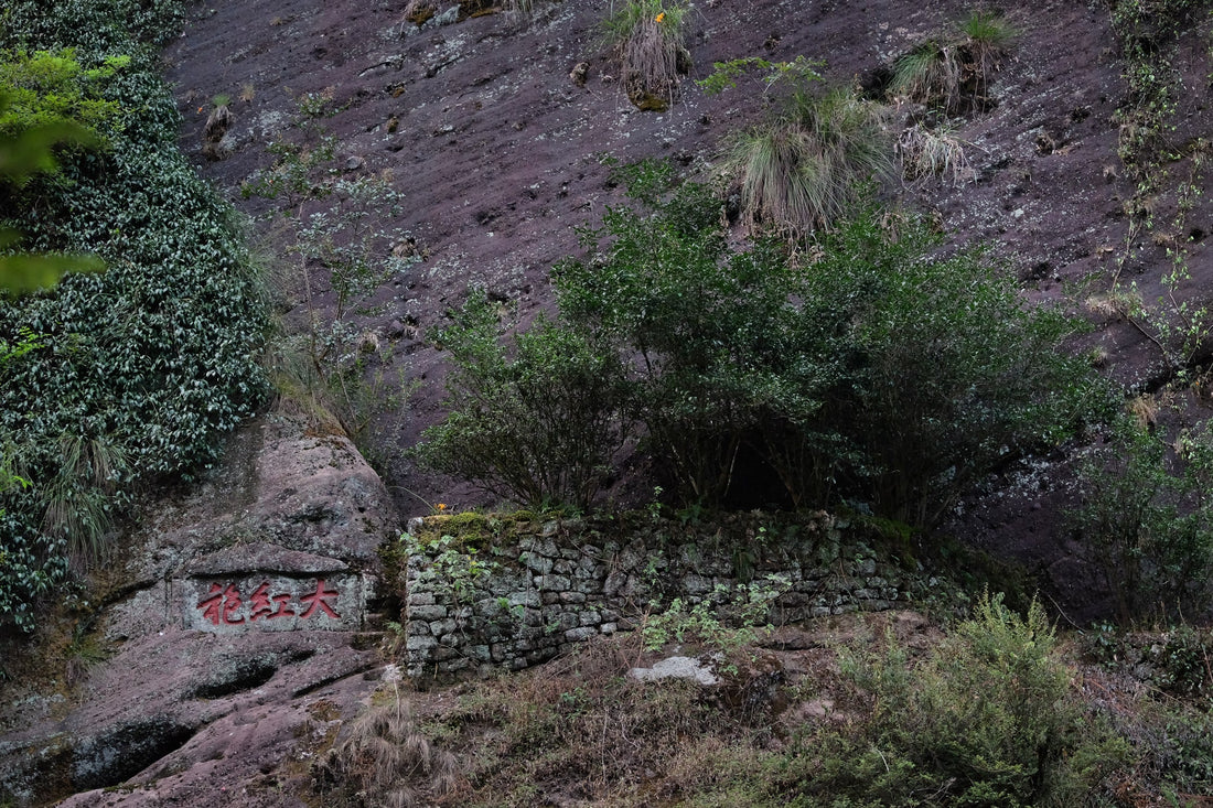 Dahongpao mother tea tree in Wuyishan  rock tea yancha park, Zhengyan, Fujian China, n.1 to 6