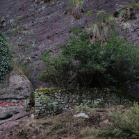 Dahongpao mother tea tree in Wuyishan  rock tea yancha park, Zhengyan, Fujian China, n.1 to 6