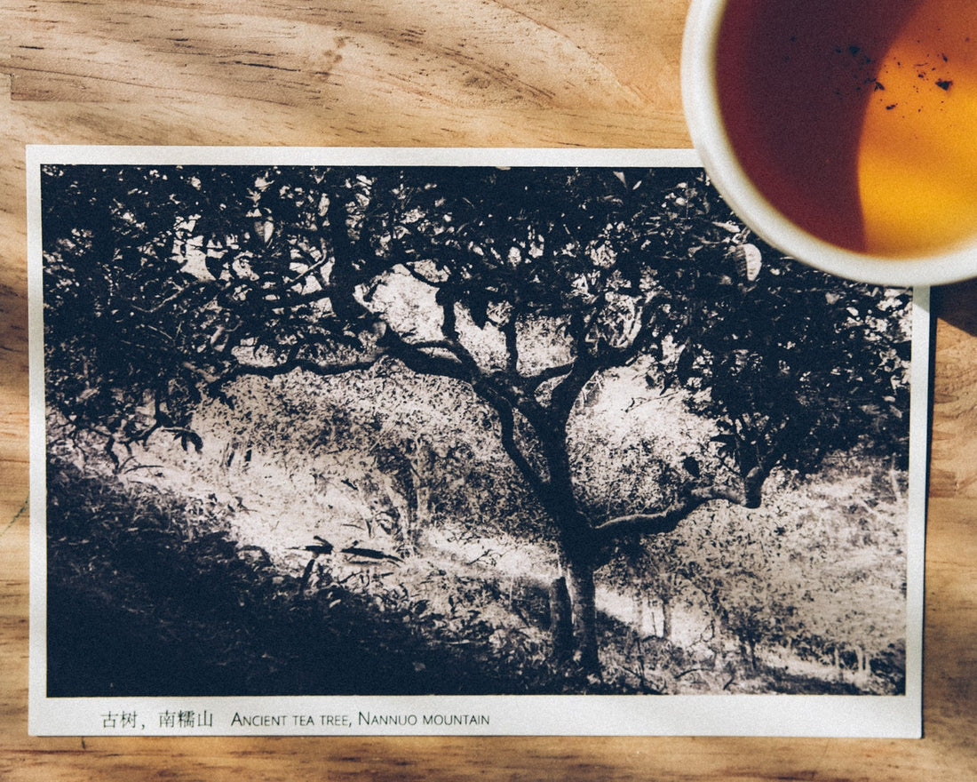 Gift Card - Eastern Leaves