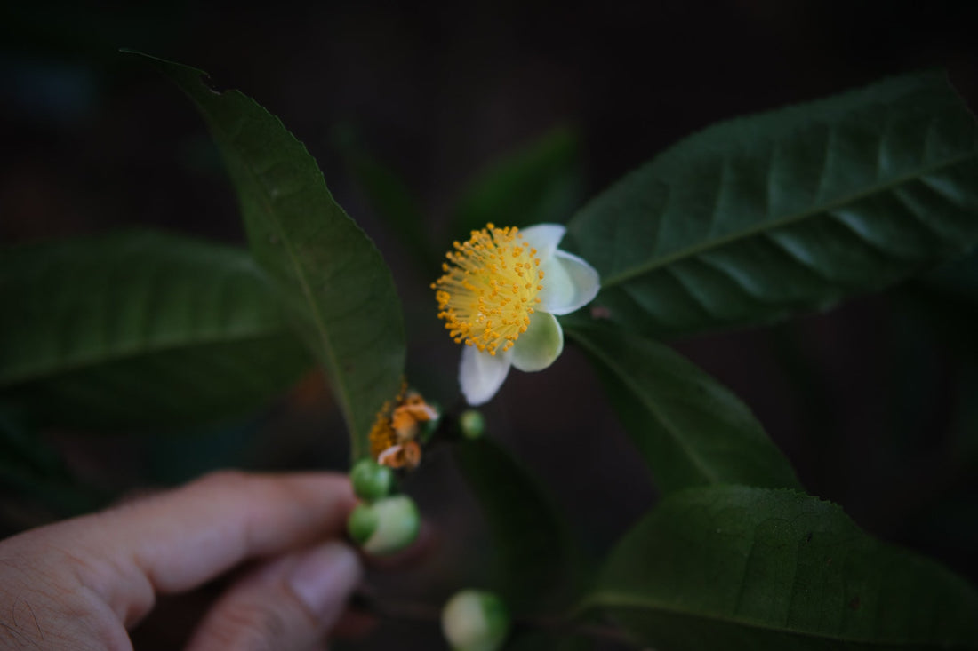 Gift Card - Eastern Leaves