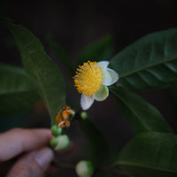 Gift Card - Eastern Leaves