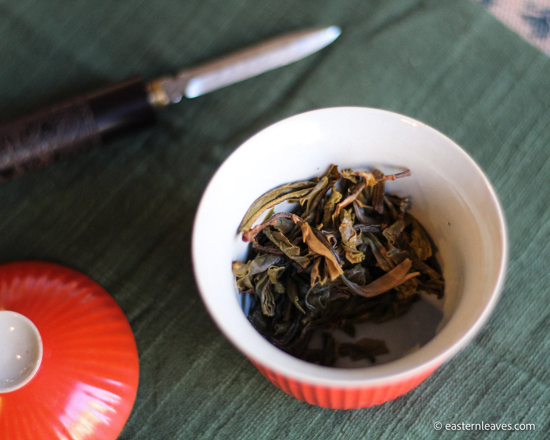 Pu'er shengpu blend in forest in pressed cake, from Yunnan, China, 2021 spring harvest vintage