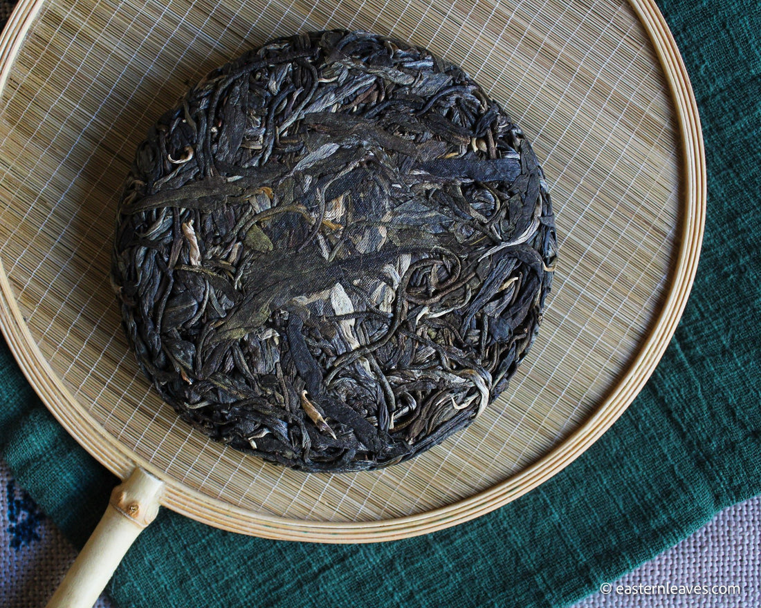 Pu'er shengpu blend in forest in pressed cake, from Yunnan, China, 2021 spring harvest vintage, Mangfei, Mannuo, Zhengkang