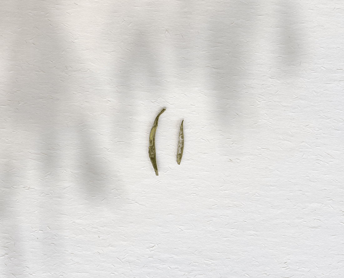 Mengding Huangya 蒙顶黄芽 - Yellow Tea - Eastern Leaves