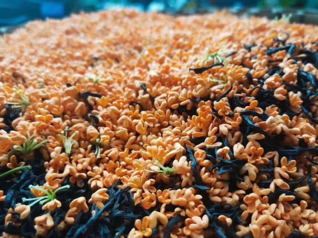 Osmanthus Red Tea 桂花红茶 - Eastern Leaves