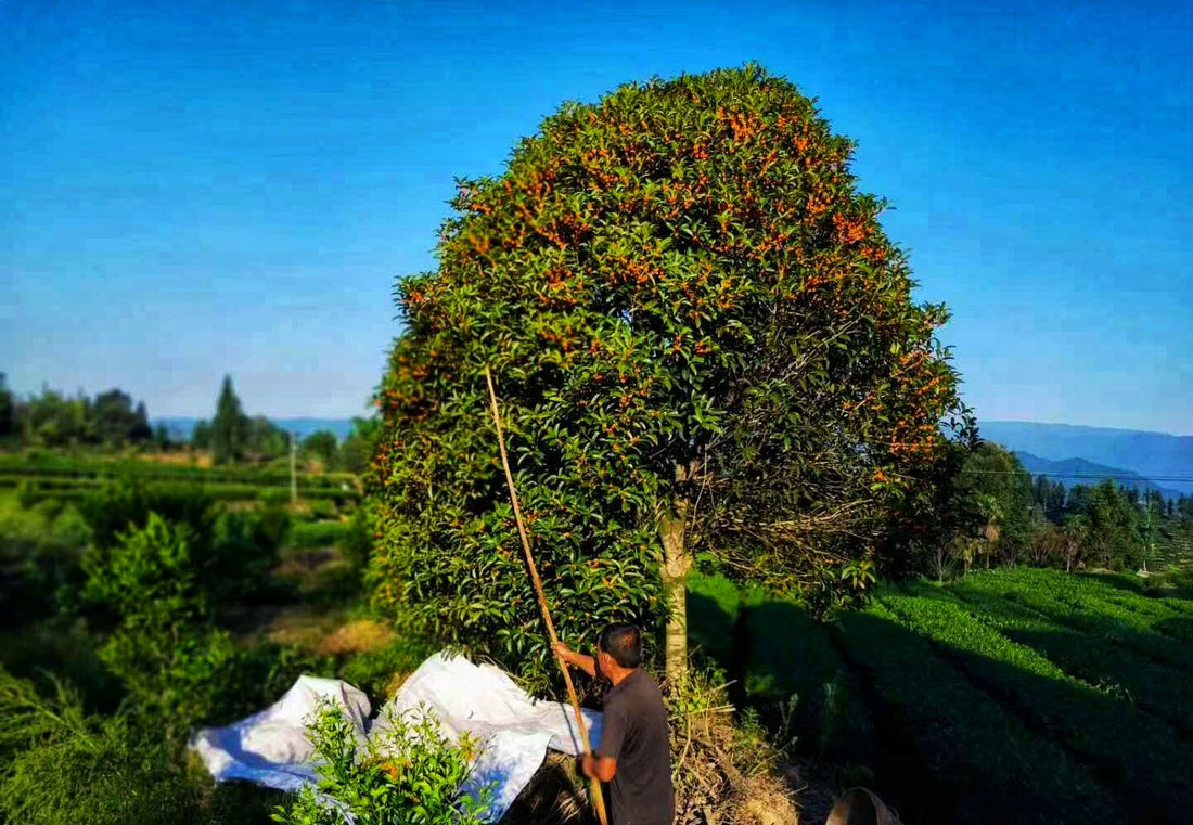 Osmanthus Red Tea 桂花红茶 - Eastern Leaves