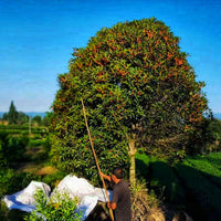 Osmanthus Red Tea 桂花红茶 - Eastern Leaves