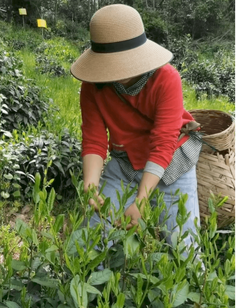 Taiping Houkui 太平猴魁 - Green Tea - Eastern Leaves