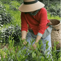 Taiping Houkui 太平猴魁 - Green Tea - Eastern Leaves