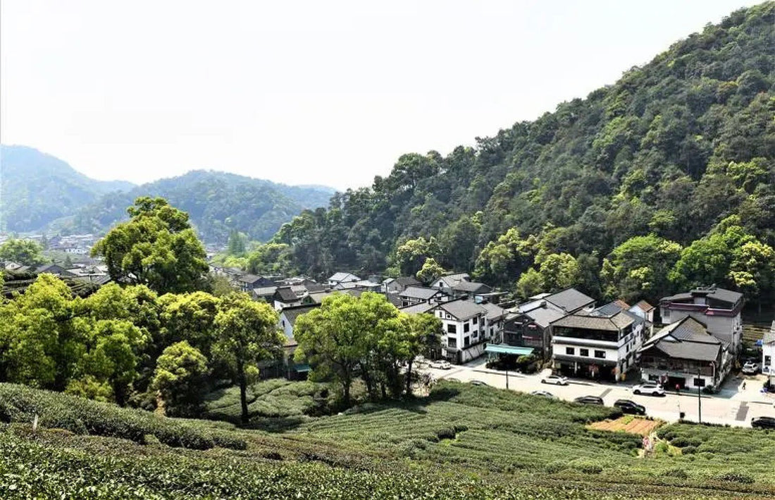 Xihu Longjing 西湖龙井 - Original cultivar, Pre-Qingming - Eastern Leaves